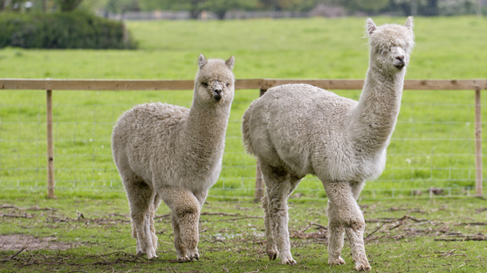 10 best family days out Cardiff Amelia Trust Farm